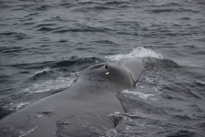 <h5>Dyreliv i Grønland</h5><p>© Lars Ulrik Thomsen. Fantastisk billede af hval, som er en kæmpe oplevelse at se live.</p>