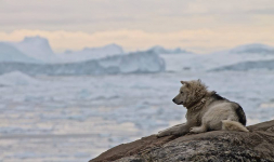 <h5>Ilulissat</h5><p>© Hervé Danis. Picture from Ilulissat</p>