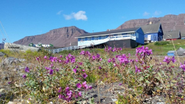 <h5>Sommer i Qeqertarsuaq</h5><p>© Søren Andaralak Lyberth. Søren Andaralak Lyberthhar taget dette smukke billede i Qeqertarsuaq.</p>