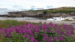 <h5>Sommer i Qeqertarsuaq</h5><p>© Søren Andaralak Lyberth. Søren har taget dette smukke billede nær Qeqertarsuaq.</p>