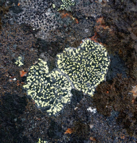 <h5>Sisimiut</h5><p>© Maja Motzfeldt Haahr har taget dette smukke efterårsbillede i Sisimiut. Naturen har her skabt det som ligner 2 hjerter </p>