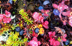 <h5>Sisimiut</h5><p>© Maja Motzfeldt Haahr har taget dette smukke efterårsbillede i Sisimiut. Colorful Greenland? Bestemt.</p>