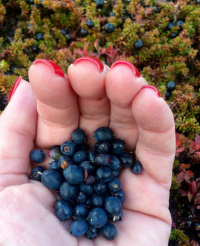 <h5>Sisimiut</h5><p>© Maja Motzfeldt Haahr har taget dette smukke efterårsbillede i Sisimiut. Sortebær er en stor nydelse og nydes bedst i den Grønlandske natur.</p>