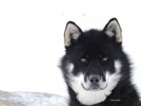 <h5>Ilulissat</h5><p>© Erene Olsvig har taget dette fantastiske billede af en hund i Ilulissat.</p>