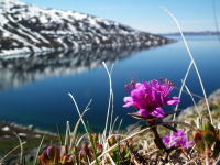 <h5>Greenland - land of beauty 2017</h5><p>Billede nr. 19: © Klaus Eugenius har taget dette billede.</p>