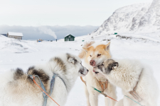 <h5>Greenland - land of beauty 2016</h5><p>Billede nr. 59: © Lone Israelsen har sendt dette smukke billede af slædehunde.</p>
