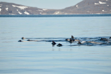 <h5>Nuuk</h5><p>Sæler i flok.
© Klaus Eugenius</p>